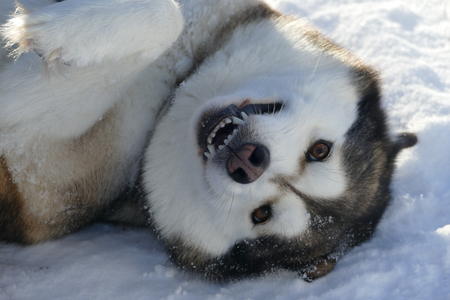 Festtage mit Huskys
