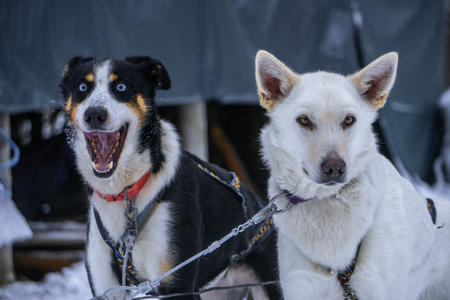 Ferien auf der Huskyfarm in Karelien, Huskys