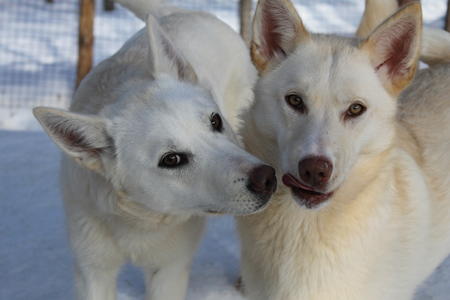  Eräkeskus Husky Lodge