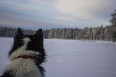 Husky-Winterwoche für Einsteiger
