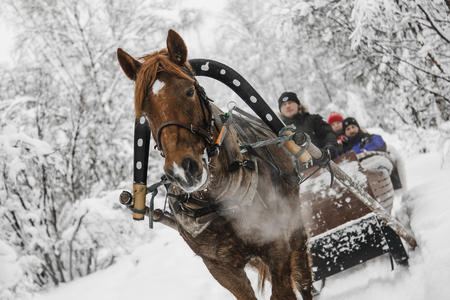 Pferdeschlittenfahrt
