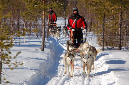 Ein absolutes Lappland-Highlight: Hundeschlitten fahren