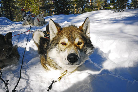 Auf der Huskyfarm erleben Sie die Freundlichkeit der Hunde