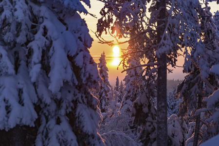  Sonnenuntergang Hotel Iso-Syöte, Winter mit schneebedeckten Bäumen