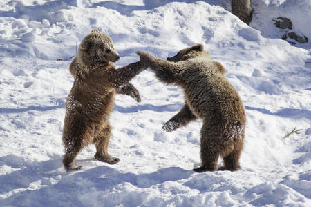 Im arktischen Zoo in Ranua