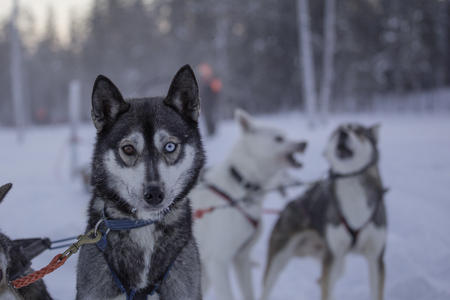 Huskies in Iso-Syöte