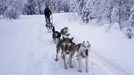 Huskyschlittenfahrt