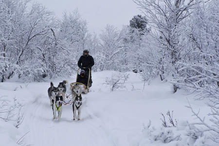 Hundeschlitten Lappland Finnland