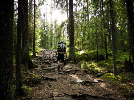 Wandern Finnland Wald Natur