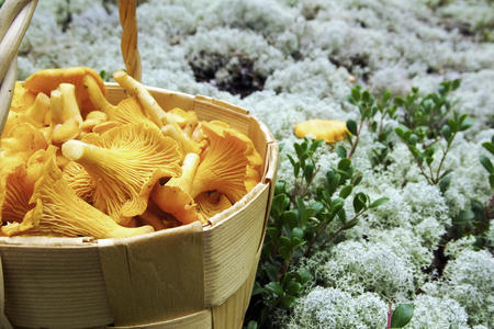 Frische finnische Pilze (c) Risto Puranen/Vastavalo