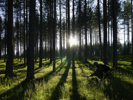 Sommerwald in Finnland (c) Tarja Hoikkala/Vastavalo