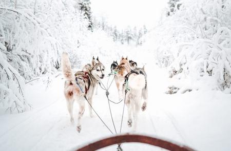 Hundeschlittensafari von Pure Lapland