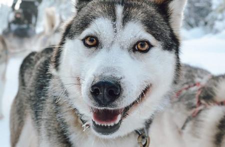 Husky beim Ausflug von Pure Lapland