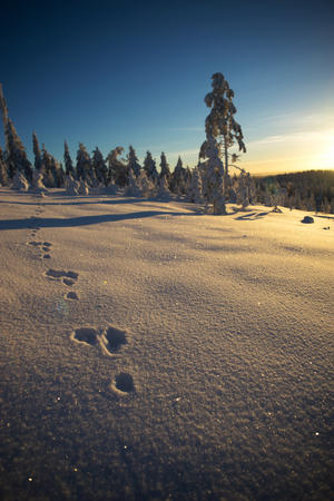 Spuren im Schnee
