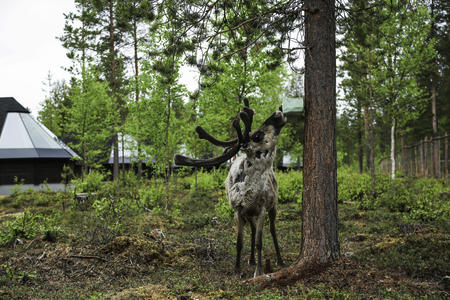Ein gelegentlicher Hotelbesucher