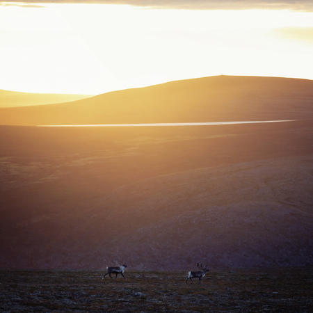 Rentiere in Nordlappland (c) Harri Tarvainen, Visit Finland