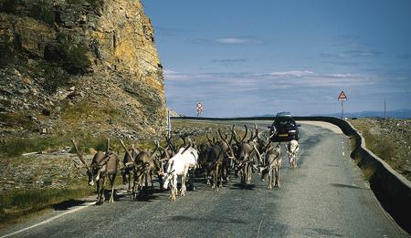  Rentiere auf der Straße auf dem Weg zum Nordkap