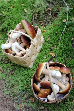 Frische Steinpilze aus den umliegenden Wäldern (c) Kumpunen