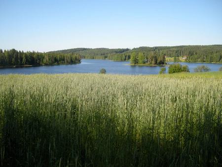 Getreidefeld von Hof Kumpunen direkt am See (c) Kumpunen