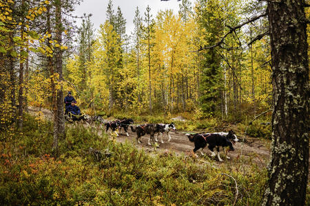 Huskyfahrt im Schlitten auf Rädern