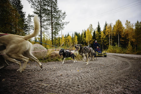 Fahrt mit den energiegeladenen Huskys