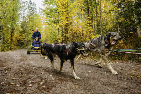 Huskyfahrt im Schlitten auf Rädern