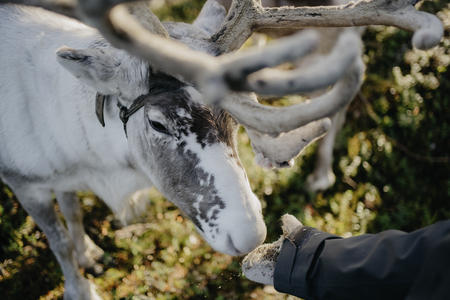 Füttern Sie die Rentiere mit ihrem Lieblingssnack, den Flechten (c) Visit Rovaniemi, Porovaara