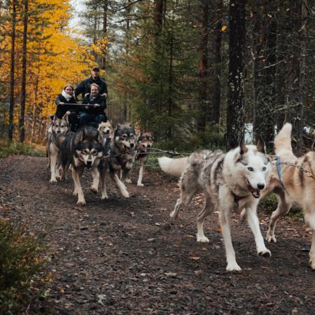 Huskysafari im Sommer und Herbst