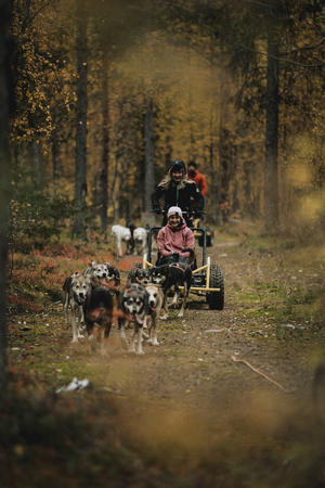Wagenfahrt mit Huskys im Herbst (c) PolarLights Tours