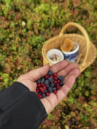 Reiche Ausbeute im Herbstwald (c) Soma Adventures