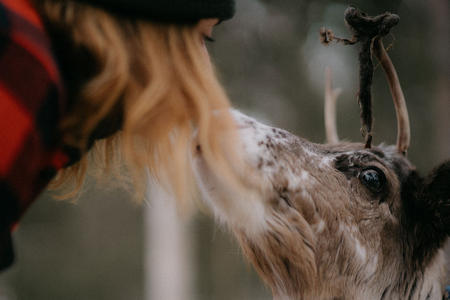 Lernen Sie die Rentiere kennen (c) Soma Adventures