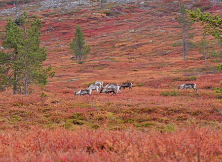 Gelegentliche Besucher auf dem Fjell (c) Soma Adventures