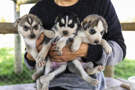 Welpenpower bei den Huskies