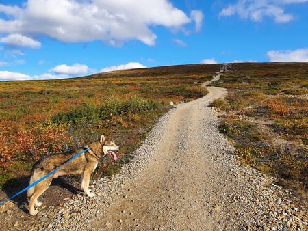 Husky-Wanderung