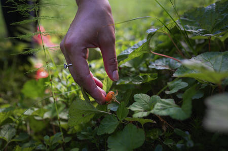 Moltebeeren sammeln in den umliegenden Wäldern